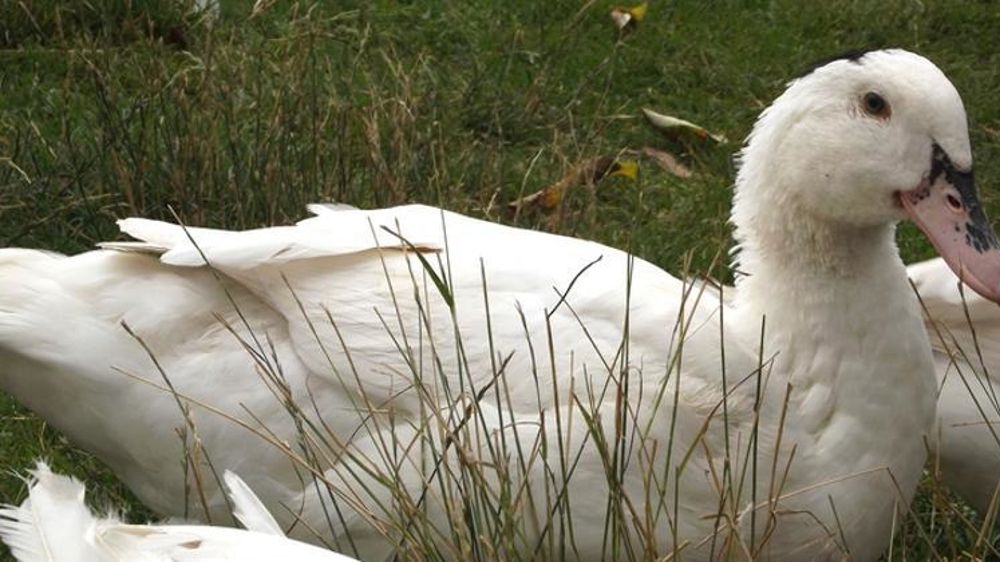 © Wikimedia commons