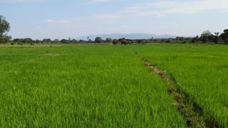 Culture de riz en Tanzanie. © Pixabay Culture de riz en Tanzanie. © Pixabay