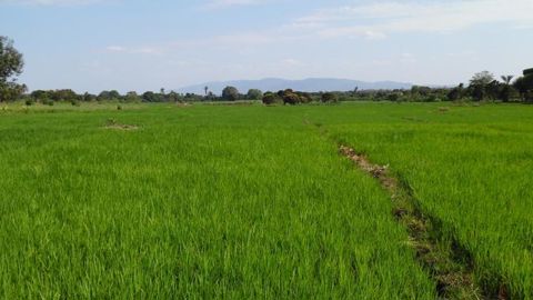 Culture de riz en Tanzanie. © Pixabay