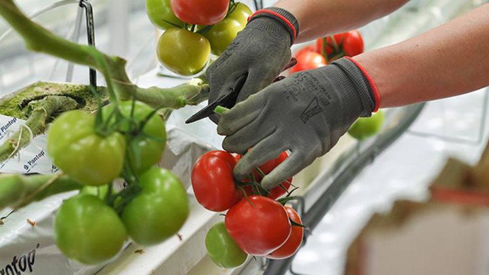 © Philippe Dufour/Interfel