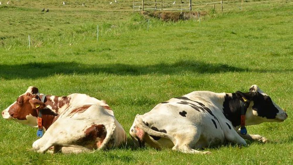 La Confédération paysanne et la Coordination rurale s’opposent aux plans par filière proposés au gouvernement par les interprofessions.