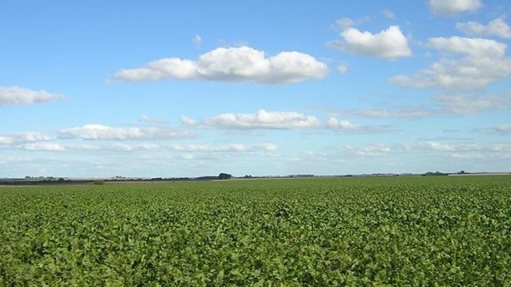 Champs de soja dans la province d’Entre Rios. © Wikicommons