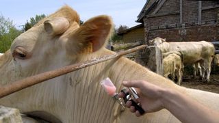« Les commerçants veulent trouver une solution de raison permettant de fluidifier le marché, explique Gérard Poyer, le président de la FFCB. La vaccination obligatoire contre les sérotypes 4 et 8 est l’unique porte de sortie. » © Stéphane Leitenberger « Les commerçants veulent trouver une solution de raison permettant de fluidifier le marché, explique Gérard Poyer, le président de la FFCB. La vaccination obligatoire contre les sérotypes 4 et 8 est l’unique porte de sortie. » © Stéphane Leitenberger