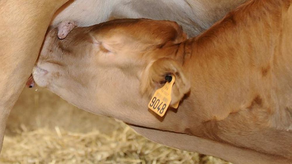 © Jean-Michel Nossant