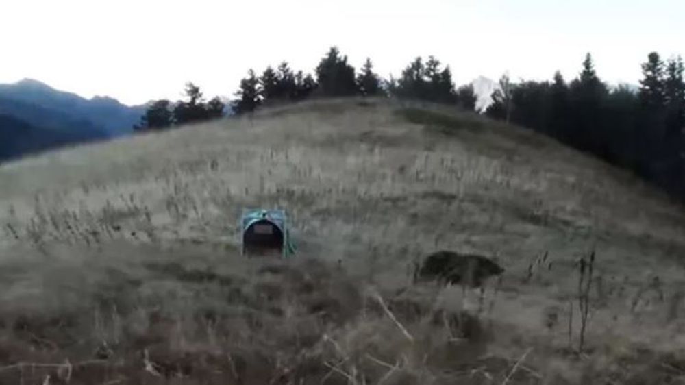 L’ourse Claverina sortant de sa cage. © ONCFS