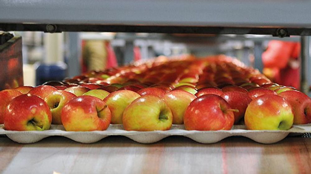 En début de saison de commercialisation, les températures élevées ont freiné la consommation de pommes au bénéfice des poires, du raisin ou encore des dernières pêches. © Philippe Dufour/Interfel