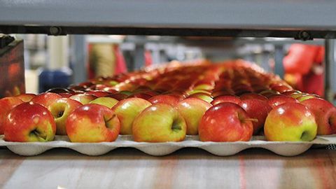 En début de saison de commercialisation, les températures élevées ont freiné la consommation de pommes au bénéfice des poires, du raisin ou encore des dernières pêches. © Philippe Dufour/Interfel En début de saison de commercialisation, les températures élevées ont freiné la consommation de pommes au bénéfice des poires, du raisin ou encore des dernières pêches. © Philippe Dufour/Interfel