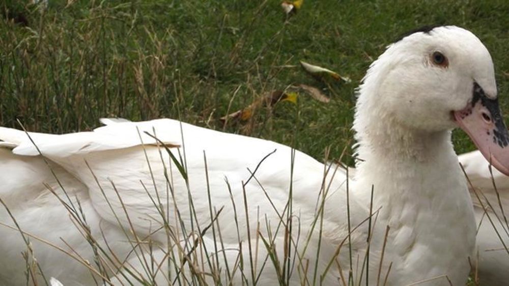 Photo d’illustration. © Wikimedia