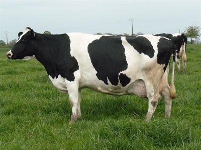Scotty a produit plus de 100.000 kg de lait en 6 lactations !