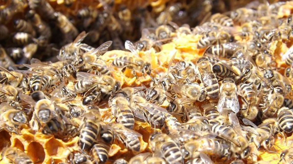 L’Unaf estime que la récolte française de miel sera de 18 000 à 20 000 tonnes en 2018, contre 10 000 tonnes en 2017. © Pixabay