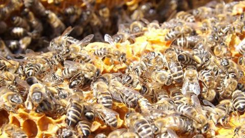 L’Unaf estime que la récolte française de miel sera de 18 000 à 20 000 tonnes en 2018, contre 10 000 tonnes en 2017. © Pixabay L’Unaf estime que la récolte française de miel sera de 18 000 à 20 000 tonnes en 2018, contre 10 000 tonnes en 2017. © Pixabay