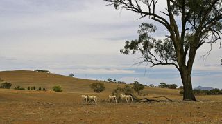 Le gouvernement australien annonce la constitution d’un fonds de 2,4 milliards d’euros pour lutter contre la sécheresse. © Wikipedia Le gouvernement australien annonce la constitution d’un fonds de 2,4 milliards d’euros pour lutter contre la sécheresse. © Wikipedia