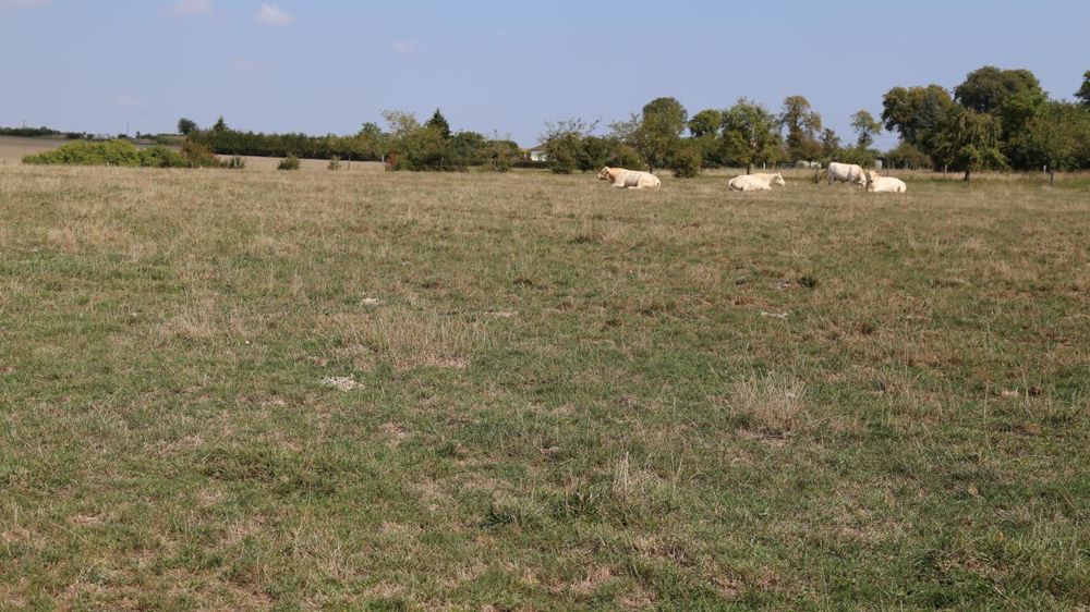 Du 20 septembre au 20 octobre 2018, la sécheresse a empêché la reprise automnale de la pousse de l’herbe selon Agreste. © M.-F. Malterre/GFA