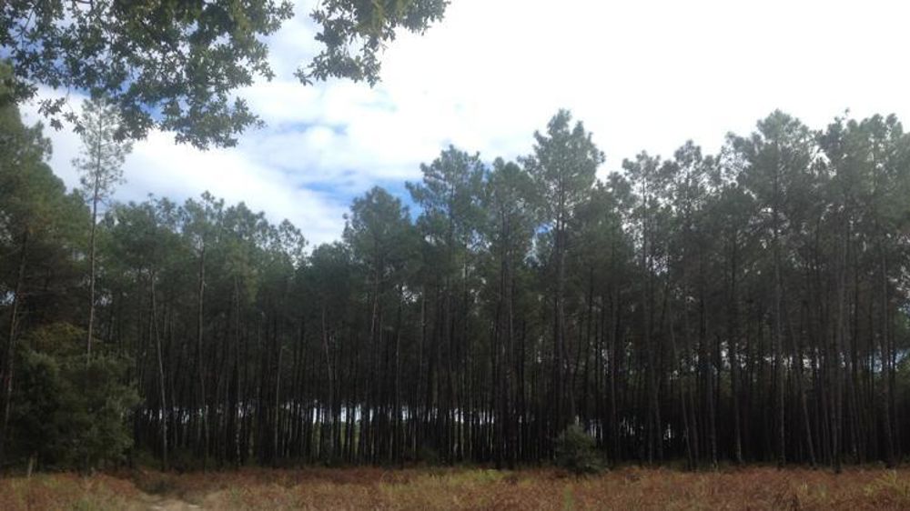 Le conseil départemental des Landes s’inquiète des « très fortes menaces » qui pèsent sur l’industrie du bois, en particulier dans le massif des Landes de Gascogne. © DR