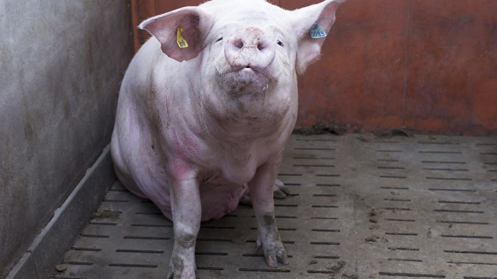 L’audit de la Cour des comptes européenne souligne les progrès réalisés dans la conduite en groupe des truies. © Yann Cainjo