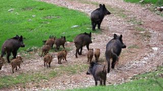 L’arrêté reconduit jusqu’au 12 décembre 2018 par le ministère porte sur les élevages de suidés mais aussi sur la chasse dans le périmètre d’intervention mis en place à cause de la peste porcine africaine (PPA). © Pixabay L’arrêté reconduit jusqu’au 12 décembre 2018 par le ministère porte sur les élevages de suidés mais aussi sur la chasse dans le périmètre d’intervention mis en place à cause de la peste porcine africaine (PPA). © Pixabay