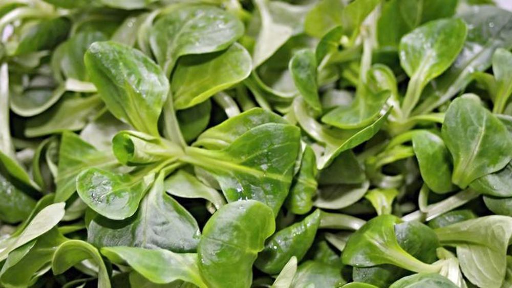 Les produits à base de métam-sodium sont notamment employés pour des cultures comme la mâche. © Pixabay