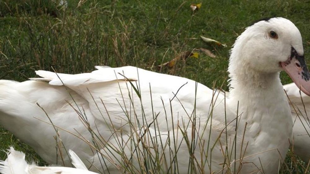 L’éleveuse des Pyrénées-Atlantiques, poursuivie pour avoir refusé en 2017 l’abattage préventif de ses canards contre la grippe aviaire, a été relaxée le 10 décembre 2018 par le tribunal correctionnel de Pau. En revanche, ELB (Euskal Laborarien Batasuna), branche basque de la Confédération paysanne, a été condamnée. © Wikimedia