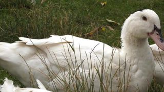 L’éleveuse des Pyrénées-Atlantiques, poursuivie pour avoir refusé en 2017 l’abattage préventif de ses canards contre la grippe aviaire, a été relaxée le 10 décembre 2018 par le tribunal correctionnel de Pau. En revanche, ELB (Euskal Laborarien Batasuna), branche basque de la Confédération paysanne, a été condamnée. © Wikimedia L’éleveuse des Pyrénées-Atlantiques, poursuivie pour avoir refusé en 2017 l’abattage préventif de ses canards contre la grippe aviaire, a été relaxée le 10 décembre 2018 par le tribunal correctionnel de Pau. En revanche, ELB (Euskal Laborarien Batasuna), branche basque de la Confédération paysanne, a été condamnée. © Wikimedia