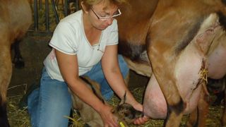 Agrandir son troupeau de chèvre, un défi technique de taille pour Nathalie. © DR Agrandir son troupeau de chèvre, un défi technique de taille pour Nathalie. © DR