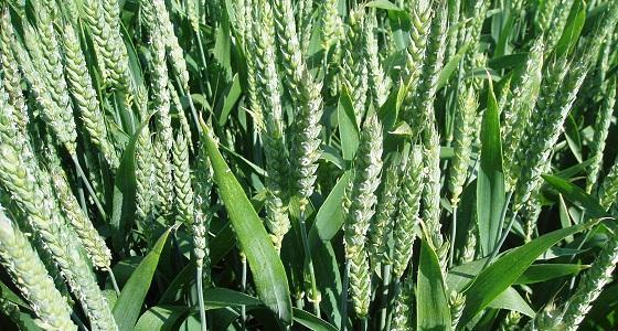 La production de blé pourrait chuter de 20 %.