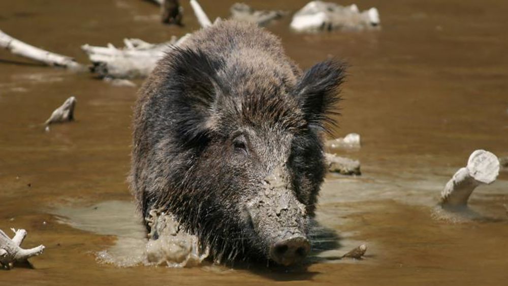 Demain, les ministres de l’Agriculture et de l’Environnement se réunissent à Bruxelles pour parler de la stratégie européenne contre la peste porcine africaine, et notamment de la gestion de la population de sangliers sauvages. © Wikipédia