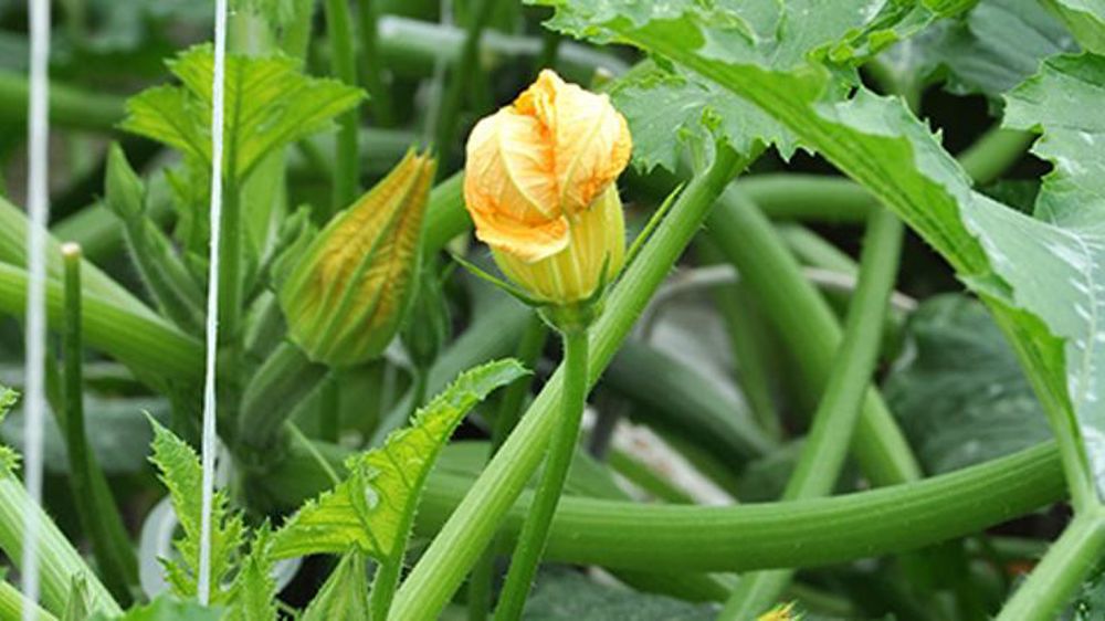 © Philippe Dufour/Interfel