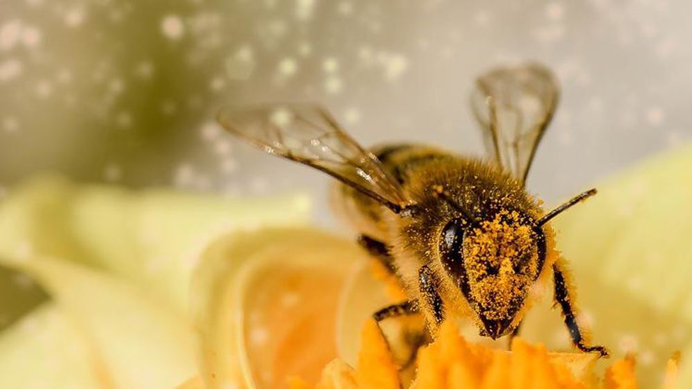 Dans une tribune parue dans le quotidien Le Monde le 24 décembre 2018, 35 députés des Républicains ont demandé au gouvernement de « promouvoir la création d’un véritable plan de sauvegarde de l’abeille et des apiculteurs. » © Pixabay