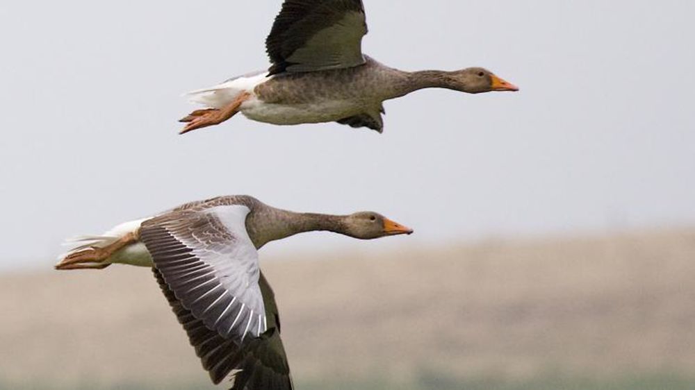 © Wikipedia/M. Maggs