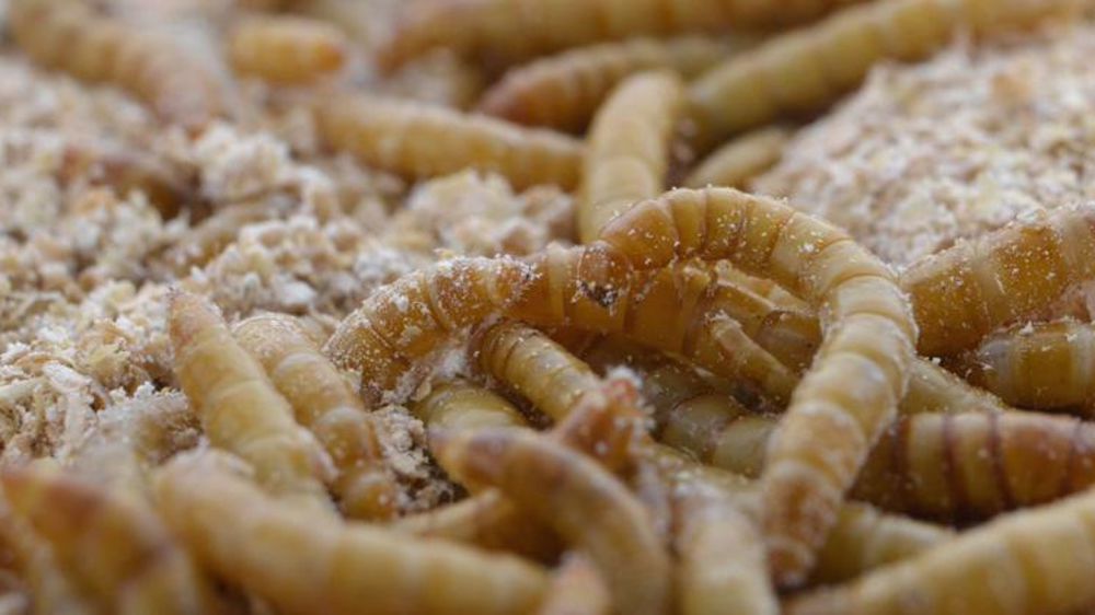 Larves de ténébrion molitor. © Twitter/Ynsect