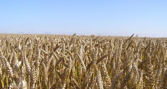 Baisse de 4 Mt de la production de blé russe. 