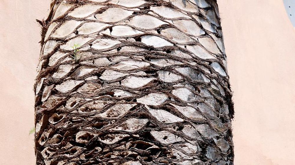 Les soins apportés aux plantations en ville nécessitent une bonne connaissance des exigences culturales des végétaux et de leurs bioagresseurs. Les risques phytosanitaires sont répertoriés et classés. Cette hiérarchisation peut être modifiée avec l'arrivée de nouveaux nuisibles en France, comme le charançon des palmiers (Rhynchophorus ferrugineus) depuis 2006.PHOTO : JÉRÔME JULLIEN
