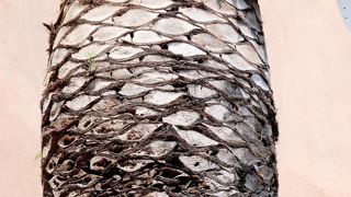 Les soins apportés aux plantations en ville nécessitent une bonne connaissance des exigences culturales des végétaux et de leurs bioagresseurs. Les risques phytosanitaires sont répertoriés et classés. Cette hiérarchisation peut être modifiée avec l'arrivée de nouveaux nuisibles en France, comme le charançon des palmiers (Rhynchophorus ferrugineus) depuis 2006.PHOTO : JÉRÔME JULLIEN