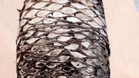 Les soins apportés aux plantations en ville nécessitent une bonne connaissance des exigences culturales des végétaux et de leurs bioagresseurs. Les risques phytosanitaires sont répertoriés et classés. Cette hiérarchisation peut être modifiée avec l'arrivée de nouveaux nuisibles en France, comme le charançon des palmiers (Rhynchophorus ferrugineus) depuis 2006.PHOTO : JÉRÔME JULLIEN