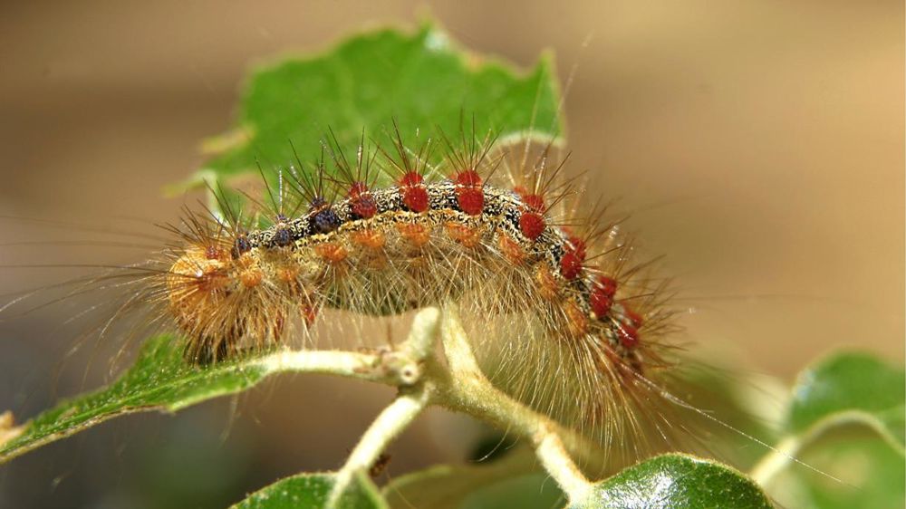 Pascal PARROTLe bombyx disparate ( Lymandria dispar ), chenille du ch�ne a envahis la garrigue du nord de Montpellier. Il a dŽvorŽ des centaines d'hectares de ch�nes Kermes et Blanc. Certains specimens atteignent 4 cm de long Pascal PARROTLe bombyx disparate ( Lymandria dispar ), chenille du ch�ne a envahis la garrigue du nord de Montpellier. Il a dŽvorŽ des centaines d'hectares de ch�nes Kermes et Blanc. Certains specimens atteignent 4 cm de long