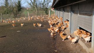 La filière du poulet bio est la moins autonome en protéines, à 51 %, alors que celle des bovins viande est à 92 %. La filière du poulet bio est la moins autonome en protéines, à 51 %, alors que celle des bovins viande est à 92 %.