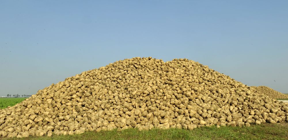 Tereos est jugé à Lille après la pollution du fleuve Escaut en avril 2020 (photo d'illustration).