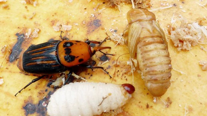 Le biocontrôle du charançon rouge du palmier marque un point