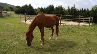 Face au virus de la grippe équine, le respect des mesures de biosécurité en particulier pour les chevaux en provenance de l'Irlande et des Pays-Bas est recommandé. Face au virus de la grippe équine, le respect des mesures de biosécurité en particulier pour les chevaux en provenance de l'Irlande et des Pays-Bas est recommandé.