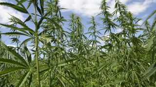 Une résolution, largement adoptée au Sénat, encourage le gouvernement à soutenir la filière du chanvre. Une résolution, largement adoptée au Sénat, encourage le gouvernement à soutenir la filière du chanvre.