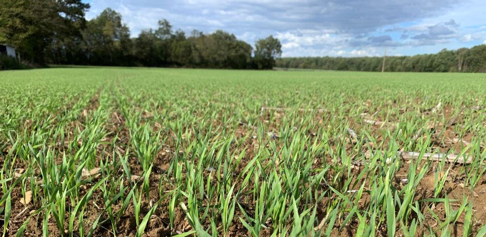 La levée et la croissance des céréales sont très rapides.
