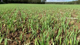 La levée et la croissance des céréales sont très rapides. La levée et la croissance des céréales sont très rapides.
