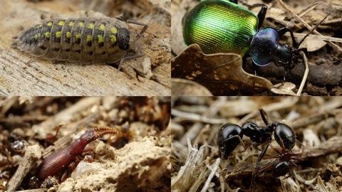 Quelques représentants de la faune du sol, de gauche à droite : un cloporte (Porcellio spinicornis), le grand calosome (Calosoma sycophanta), un coléoptère myrmécophile (Dichillus sp), une fourmi granivore (Messor capitatus) attaquée par une araignée (Euryopis episinoides). Quelques représentants de la faune du sol, de gauche à droite : un cloporte (Porcellio spinicornis), le grand calosome (Calosoma sycophanta), un coléoptère myrmécophile (Dichillus sp), une fourmi granivore (Messor capitatus) attaquée par une araignée (Euryopis episinoides).