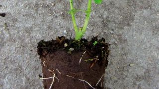 Fibre de bois et tourbe pour une plantation directe.PHOTO : YANN BILLON, FERTIL