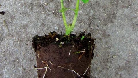 Fibre de bois et tourbe pour une plantation directe.PHOTO : YANN BILLON, FERTIL