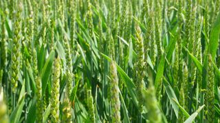 En 2022, 540 000 tonnes de céréales CRC ont été produites, dont près de 529 000 tonnes de blé tendre. En 2022, 540 000 tonnes de céréales CRC ont été produites, dont près de 529 000 tonnes de blé tendre.
