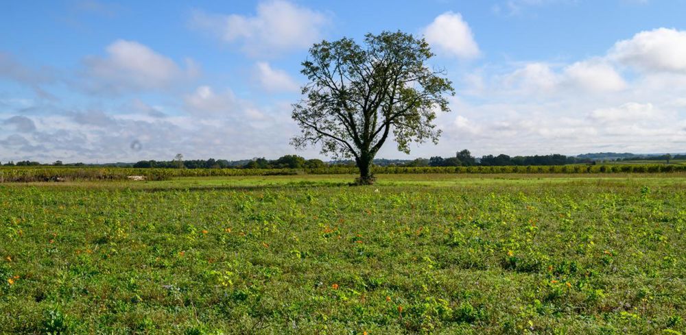 La Confédération paysanne refuse de se rendre aux ateliers sur la biodiversité du Conseil national de la refondation lancé par Emmanuel Macron au début de septembre.