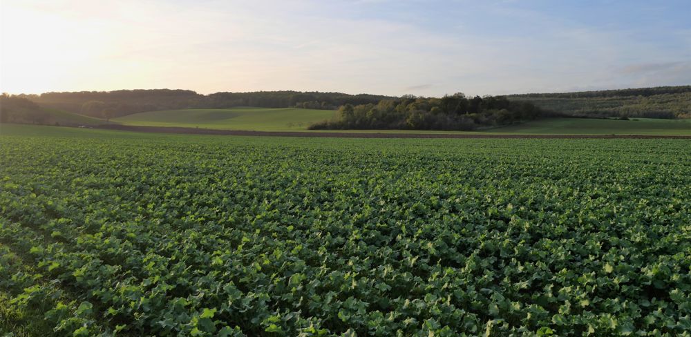 L'automne 2022, anormalement chaud, est favorable au développement des cultures, mais également aux ravageurs.