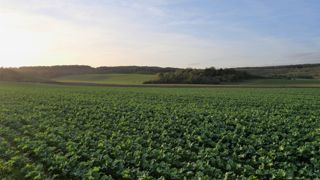 L'automne 2022, anormalement chaud, est favorable au développement des cultures, mais également aux ravageurs. L'automne 2022, anormalement chaud, est favorable au développement des cultures, mais également aux ravageurs.