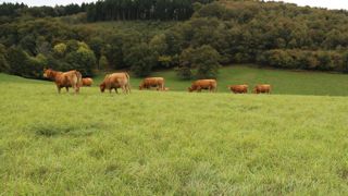 La pousse des prairies cet automne varie en fonction de la pluviométrie. Après une interruption cet été, le pâturage tournant s'est remis en place cet automne. La pousse des prairies cet automne varie en fonction de la pluviométrie. Après une interruption cet été, le pâturage tournant s'est remis en place cet automne.